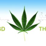 CBD and THC chemical structures with cannabis leaf illustration