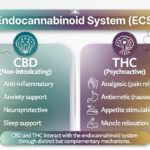 CBD vs THC comparison showing benefits and interaction with the endocannabinoid system (ECS)
