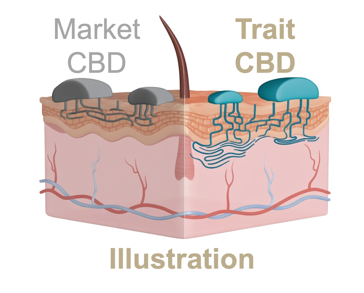 Comparison of conventional CBD vs water-soluble Trait CBD showing improved skin penetration and delivery pathways